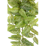 Chute de strobilanthe artificielle