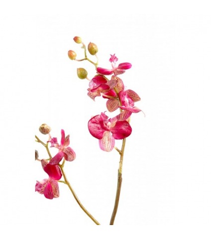 Phalaenopsis artificielle pousses