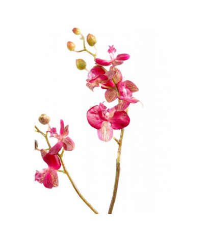 Phalaenopsis artificielle pousses