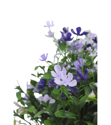 Saponaire artificielle violette