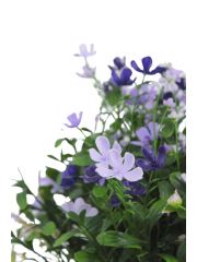 Saponaire artificielle violette
