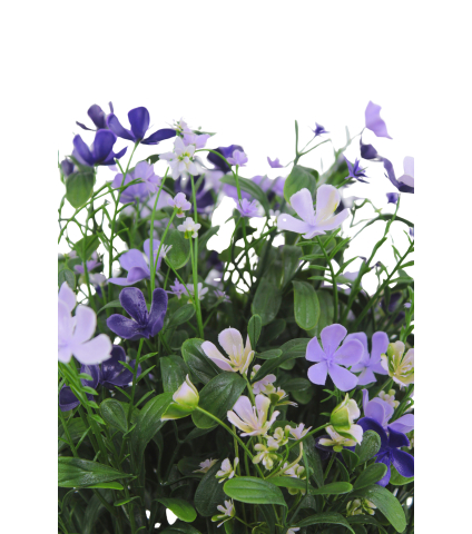 Saponaire artificielle violette