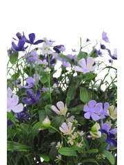 Saponaire artificielle violette