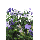 Saponaire artificielle violette
