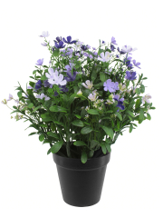 Saponaire artificielle violette