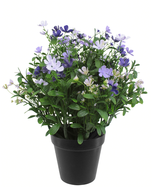 Saponaire artificielle violette