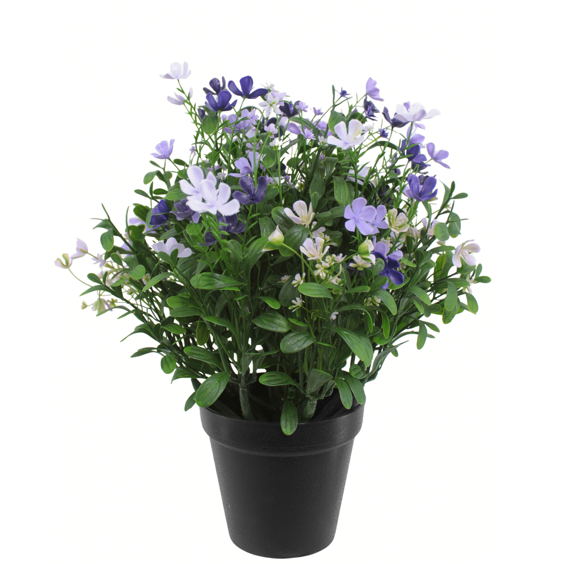 Saponaire artificielle violette Saponaire artificielle violette