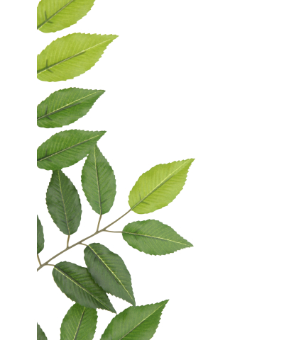 Feuille de charme artificielle