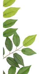 Feuille de charme artificielle