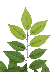 Feuille de charme artificielle