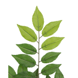 Feuille de charme artificielle