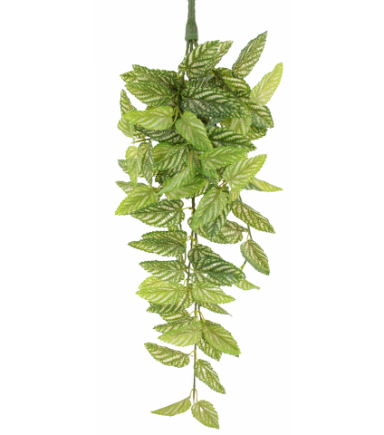 Chute de strobilanthe artificielle