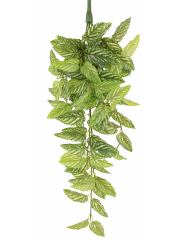 Chute de strobilanthe artificielle