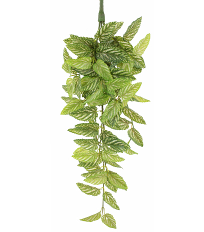 Chute de strobilanthe artificielle