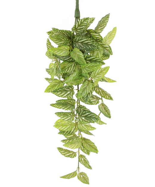 Chute de strobilanthe artificielle