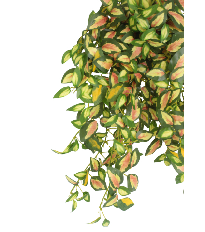 Chute de hoya carmosa artificielle