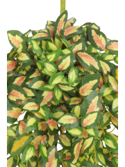 Chute de hoya carmosa artificielle