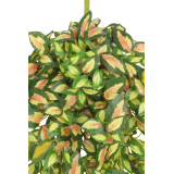 Chute de hoya carmosa artificielle