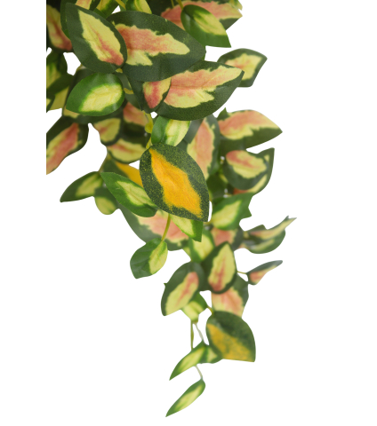 Chute de hoya carmosa artificielle