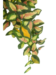 Chute de hoya carmosa artificielle