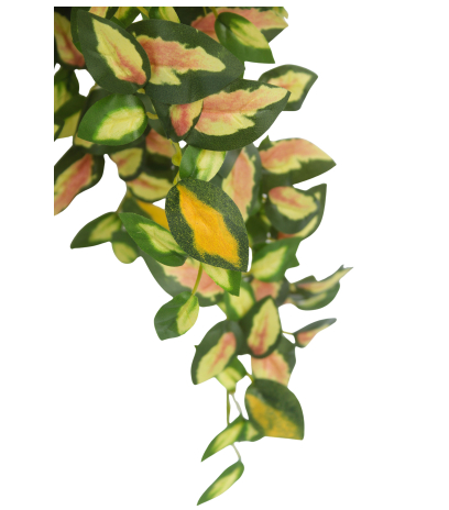 Chute de hoya carmosa artificielle