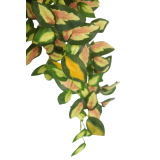Chute de hoya carmosa artificielle