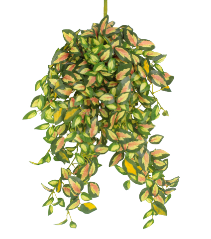 Chute de hoya carmosa artificielle