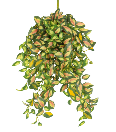 Chute de hoya carmosa artificielle