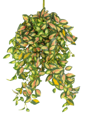 Chute de hoya carmosa artificielle