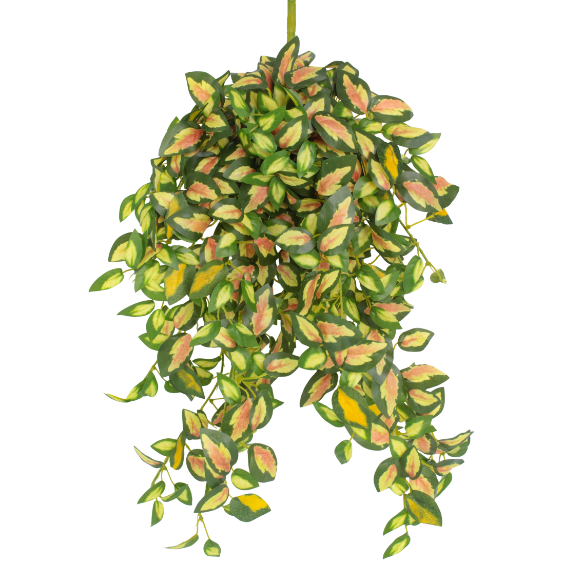 Chute de hoya carmosa artificielle Chute de hoya carmosa artificielle