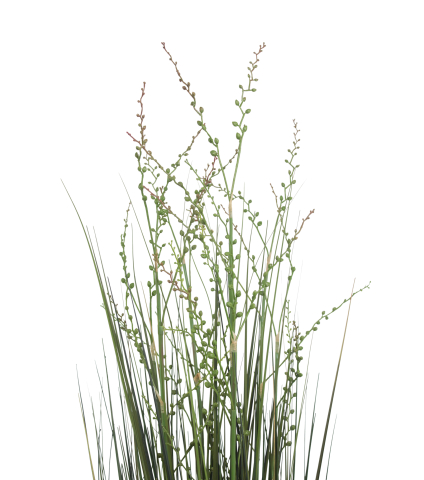 Millet vivace artificiel