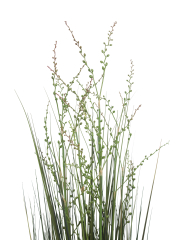Millet vivace artificiel