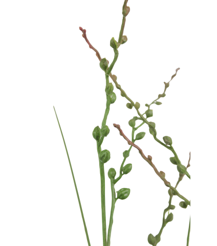 Millet vivace artificiel