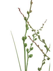 Millet vivace artificiel