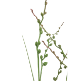 Millet vivace artificiel