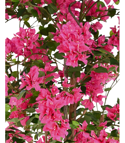 Grand bougainvillier artificiel fleuri