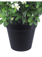 Pot