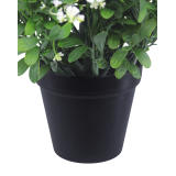 Pot
