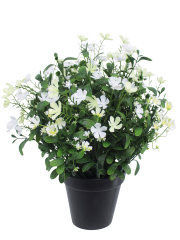 Saponaire artificielle blanche