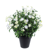 Saponaire artificielle blanche