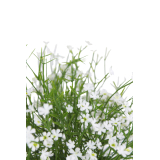 Grande marguerite blanche artificielle