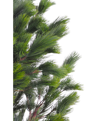 Grand pin noir d'Autriche artificiel