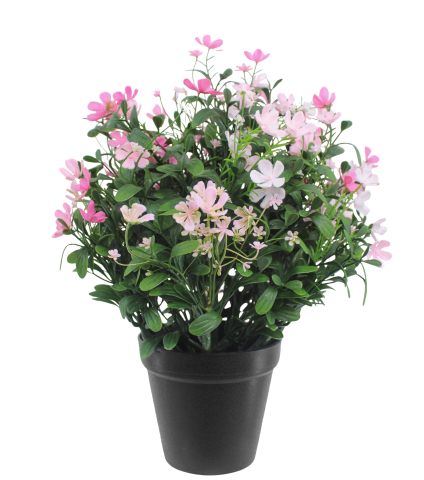 Saponaire artificielle rose