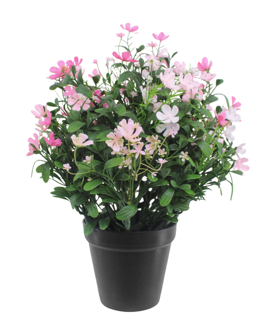 Saponaire artificielle rose