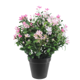 Saponaire artificielle rose