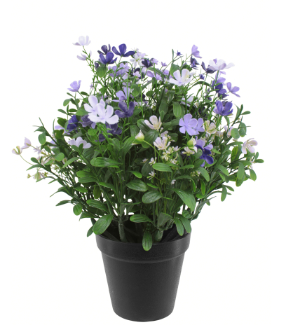 Saponaire artificielle violette