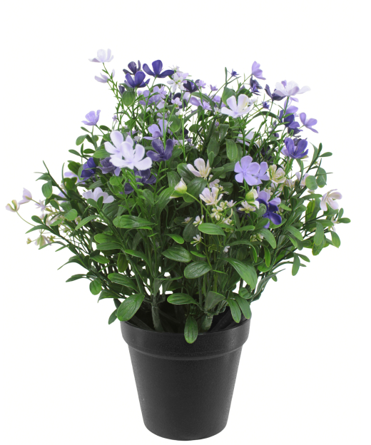 Saponaire artificielle violette