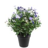 Saponaire artificielle violette