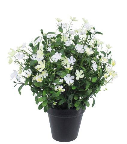 Saponaire artificielle blanche