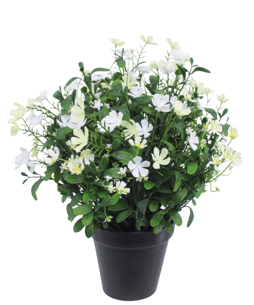 Saponaire artificielle blanche